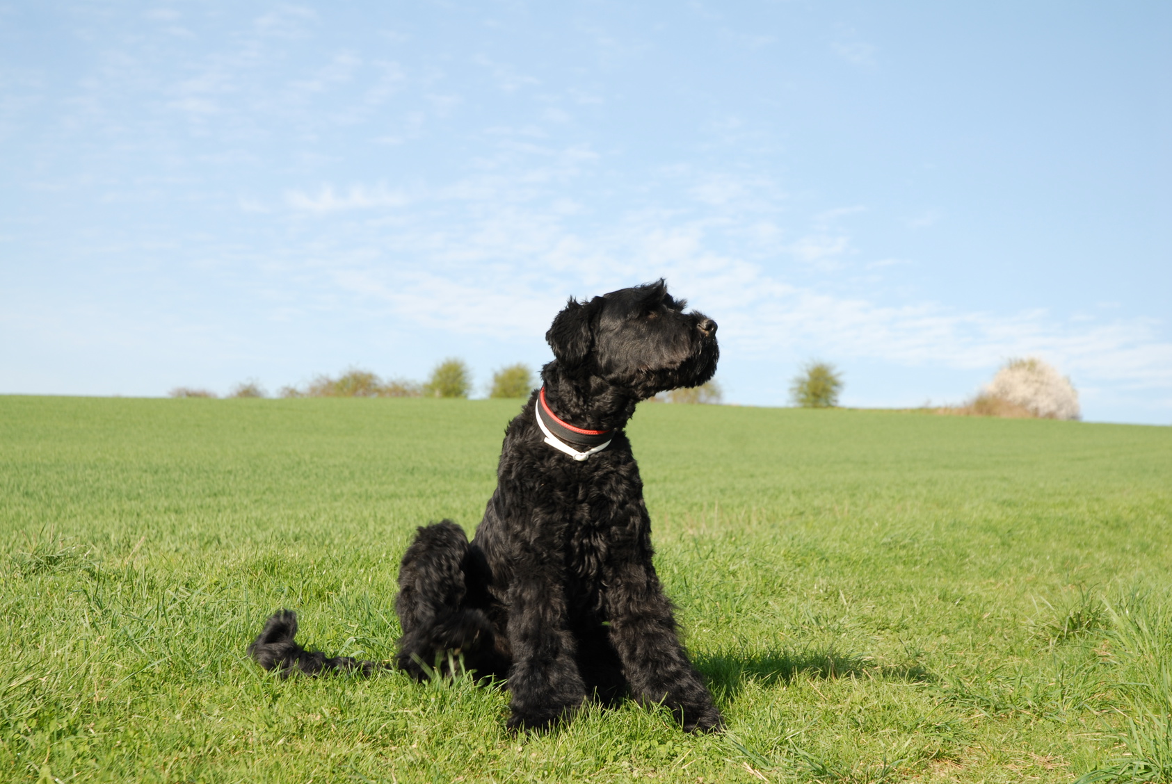 Zecken bei Tieren wie Hund und Katze.