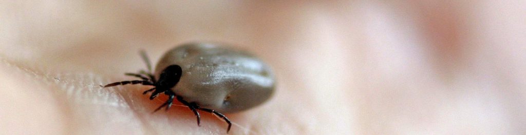Zecken übertragen Krankheiten - Zeckenentferner schützen
